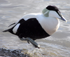 Common Eider Image